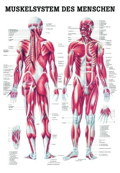 Anatomie bingo!