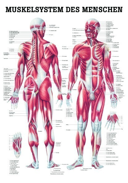 Anatomie bingo! 